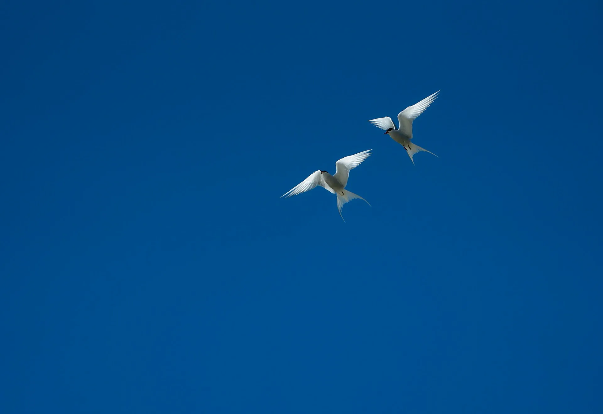 Ptaki, które spotkasz nad Jeziorem Łabędź – przewodnik dla amatorów birdwatchingu